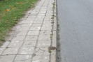 08_wys_w.jpg