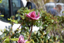 dsc_0868.jpg