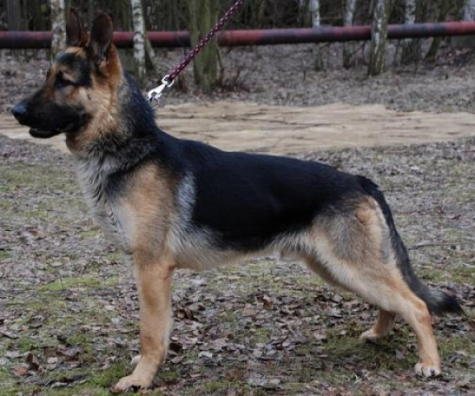 Gert1b